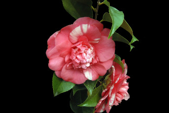Картинка цветы камелии роза
