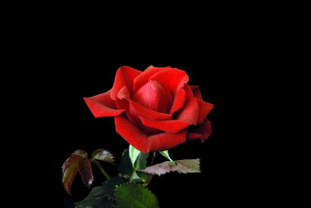 Картинка цветы розы роза