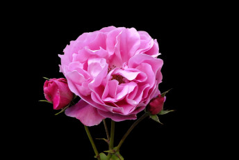 Картинка цветы розы роза