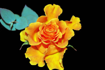 Картинка цветы розы роза