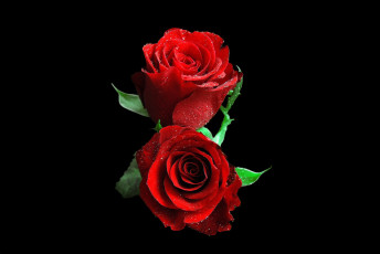 Картинка цветы розы роза