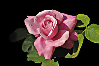 Картинка цветы розы роза