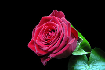 Картинка цветы розы роза