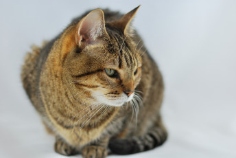 Картинка животные коты киса