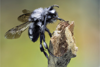 Картинка животные насекомые мошка