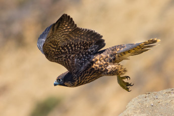 Картинка животные птицы+-+хищники птичка