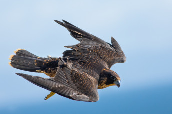 Картинка животные птицы+-+хищники птичка