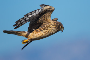 Картинка животные птицы+-+хищники птичка