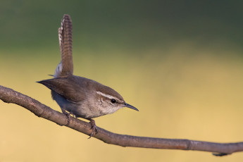 Картинка животные птицы птичка