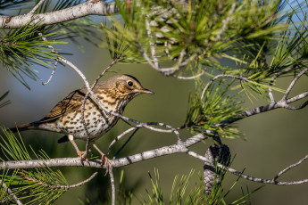 Картинка животные птицы птичка