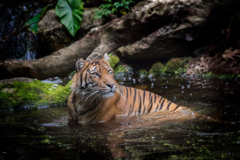 Картинка животные тигры хищник