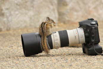 Картинка бренды canon бурундук фотокамера