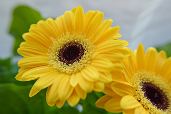 Картинка цветы герберы жёлтые дуэт макро