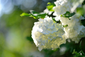 обоя цветы, калина , бульдонеж, соцветие, макро, боке