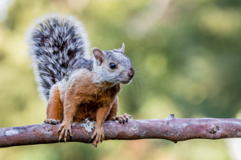 Картинка животные белки белка