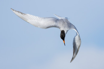 Картинка животные Чайки +бакланы +крачки птичка