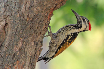 Картинка животные дятлы птичка