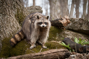 Картинка животные еноты енот