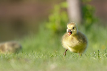 Картинка животные гуси гусёнок