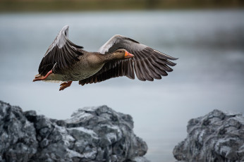 Картинка животные гуси птичка