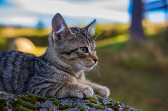 Картинка животные коты киса