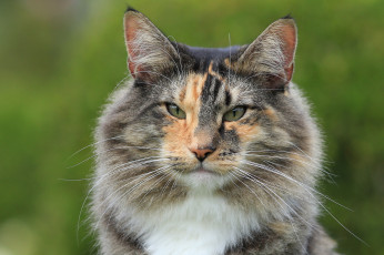 Картинка животные коты киса