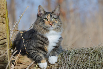 Картинка животные коты киса