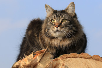 Картинка животные коты киса