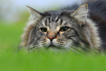 Картинка животные коты киса