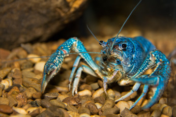 Картинка животные крабы +раки рак