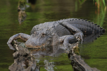Картинка животные крокодилы крокодил
