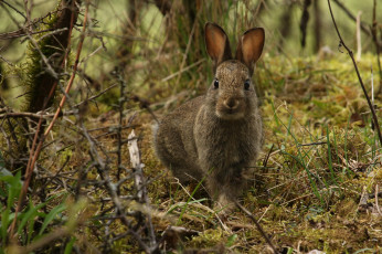Картинка животные кролики +зайцы зайчик