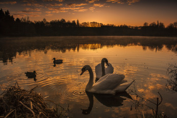 Картинка животные лебеди птичка