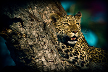 Картинка животные леопарды хищник