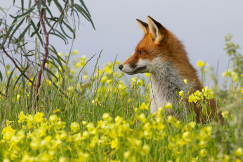 Картинка животные лисы лисичка