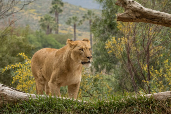 Картинка животные львы хищник
