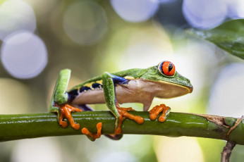 Картинка животные лягушки лягушка
