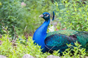 Картинка животные павлины птичка