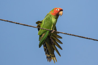 Картинка животные попугаи птичка