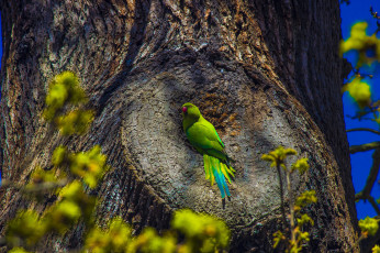 Картинка животные попугаи птичка
