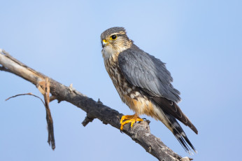 Картинка животные птицы+-+хищники птичка