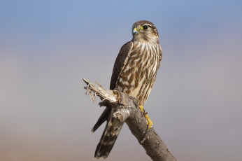 Картинка животные птицы+-+хищники птичка