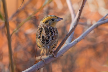 Картинка животные птицы птичка