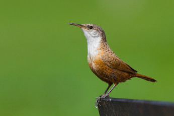 Картинка животные птицы птичка