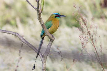 Картинка животные птицы птичка