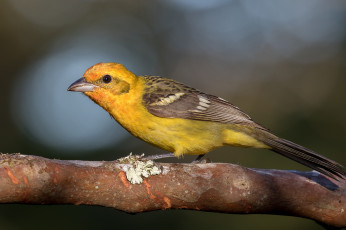 Картинка животные птицы птичка
