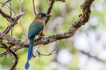 Картинка животные птицы птичка