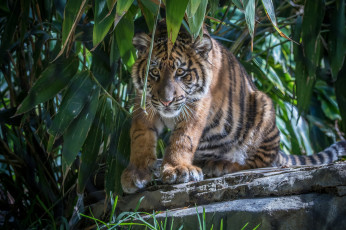 Картинка животные тигры хищник