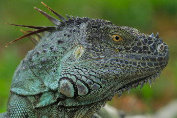 Картинка животные Ящерицы +игуаны +вараны ящерка