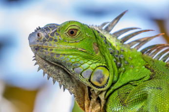 Картинка животные Ящерицы +игуаны +вараны ящерка